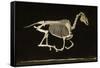 Skeleton of a Running Horse-null-Framed Stretched Canvas