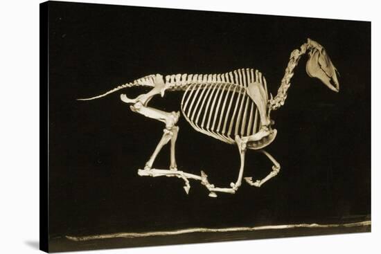 Skeleton of a Running Horse-null-Stretched Canvas