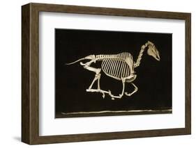 Skeleton of a Running Horse-null-Framed Photographic Print