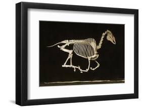 Skeleton of a Running Horse-null-Framed Photographic Print
