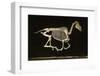 Skeleton of a Running Horse-null-Framed Photographic Print