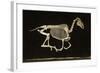 Skeleton of a Running Horse-null-Framed Photographic Print