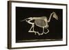 Skeleton of a Running Horse-null-Framed Photographic Print