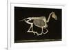 Skeleton of a Running Horse-null-Framed Photographic Print