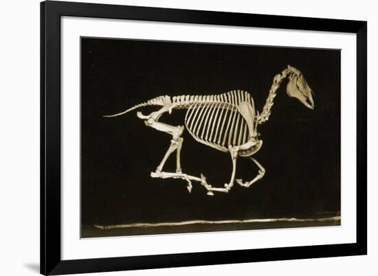 Skeleton of a Running Horse-null-Framed Photographic Print