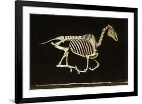 Skeleton of a Running Horse-null-Framed Photographic Print