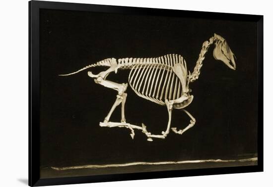 Skeleton of a Running Horse-null-Framed Photographic Print