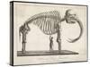 Skeleton of a Young Mammoth in the Museum at Philadelphia-null-Stretched Canvas