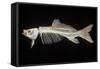 Skeleton of Carp-null-Framed Stretched Canvas