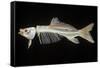 Skeleton of Carp-null-Framed Stretched Canvas