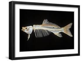 Skeleton of Carp-null-Framed Photographic Print