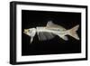 Skeleton of Carp-null-Framed Photographic Print