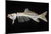 Skeleton of Carp-null-Mounted Photographic Print