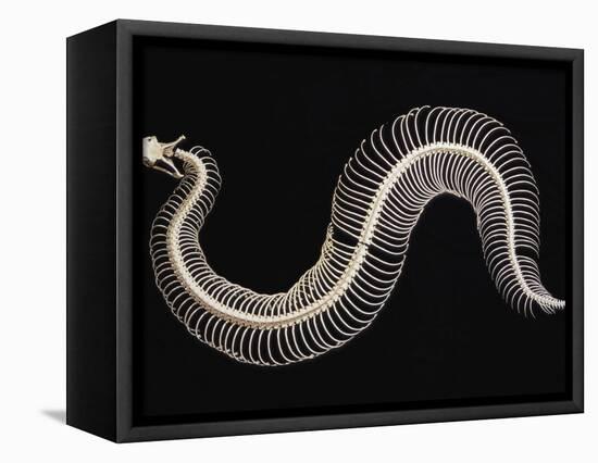 Skeleton of Gaboon Viper in Central Africa-Joe McDonald-Framed Stretched Canvas