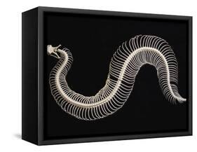 Skeleton of Gaboon Viper in Central Africa-Joe McDonald-Framed Stretched Canvas