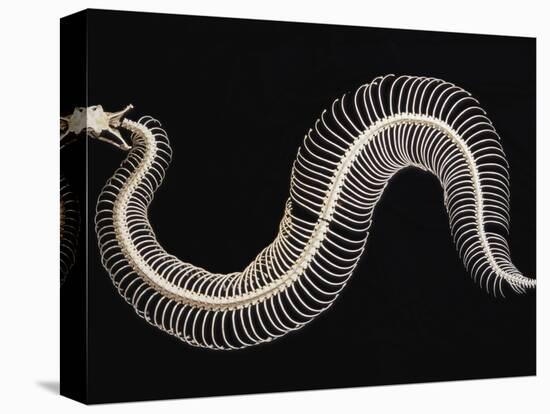 Skeleton of Gaboon Viper in Central Africa-Joe McDonald-Stretched Canvas