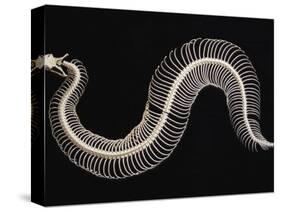 Skeleton of Gaboon Viper in Central Africa-Joe McDonald-Stretched Canvas