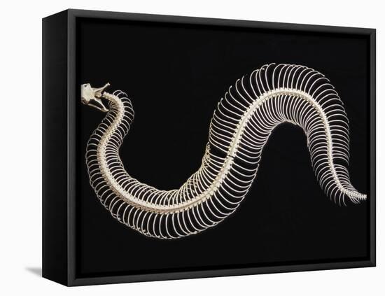 Skeleton of Gaboon Viper in Central Africa-Joe McDonald-Framed Stretched Canvas