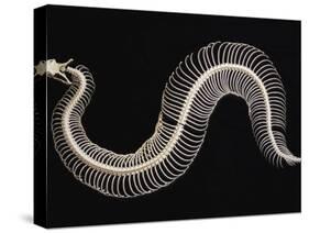 Skeleton of Gaboon Viper in Central Africa-Joe McDonald-Stretched Canvas