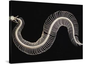 Skeleton of Gaboon Viper in Central Africa-Joe McDonald-Stretched Canvas