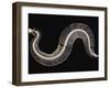 Skeleton of Gaboon Viper in Central Africa-Joe McDonald-Framed Photographic Print