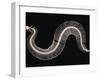 Skeleton of Gaboon Viper in Central Africa-Joe McDonald-Framed Photographic Print