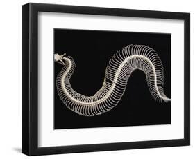 Skeleton of Gaboon Viper in Central Africa-Joe McDonald-Framed Photographic Print