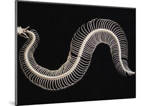 Skeleton of Gaboon Viper in Central Africa-Joe McDonald-Mounted Photographic Print
