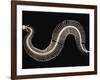 Skeleton of Gaboon Viper in Central Africa-Joe McDonald-Framed Photographic Print