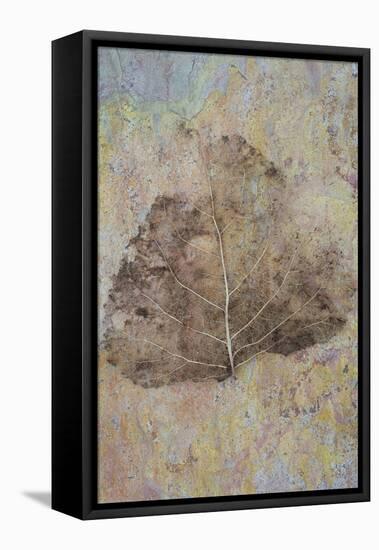 Skeleton of Leaf of Black Poplar Or Populus Nigra Tree-Den Reader-Framed Stretched Canvas