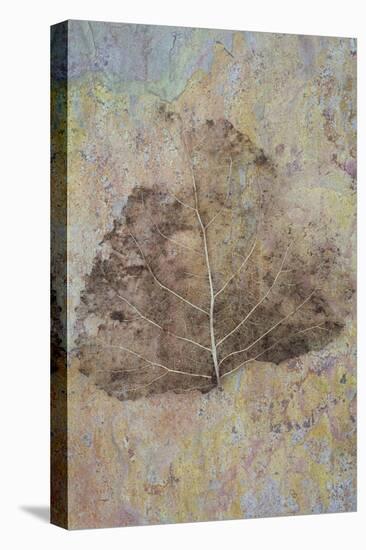 Skeleton of Leaf of Black Poplar Or Populus Nigra Tree-Den Reader-Stretched Canvas