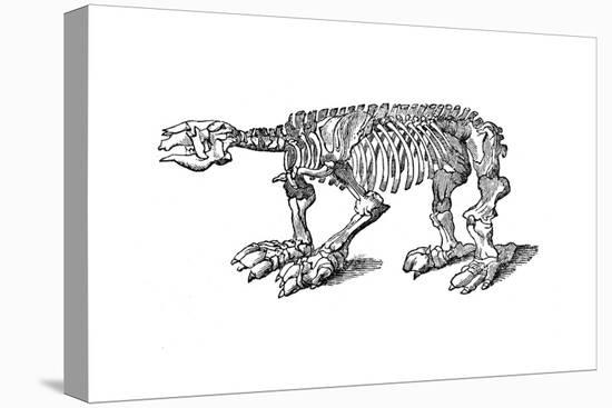 Skeleton of Megatherium, Extinct Giant Ground Sloth, 1833-Jackson-Stretched Canvas