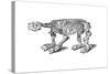 Skeleton of Megatherium, Extinct Giant Ground Sloth, 1833-Jackson-Stretched Canvas