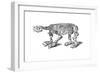 Skeleton of Megatherium, Extinct Giant Ground Sloth, 1833-Jackson-Framed Giclee Print