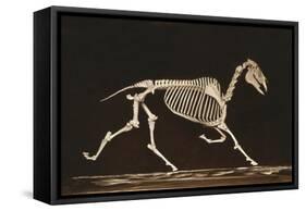 Skeleton of Running Horse-null-Framed Stretched Canvas