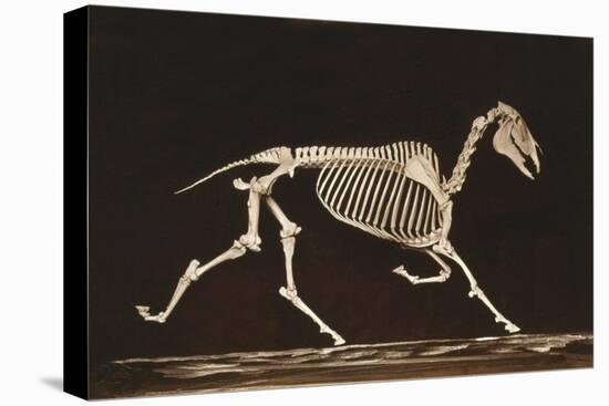 Skeleton of Running Horse-null-Stretched Canvas