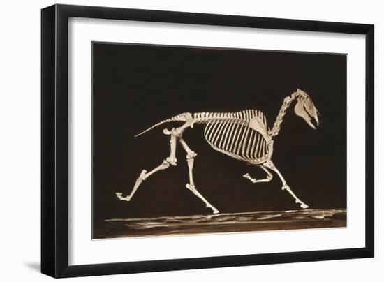 Skeleton of Running Horse-null-Framed Art Print