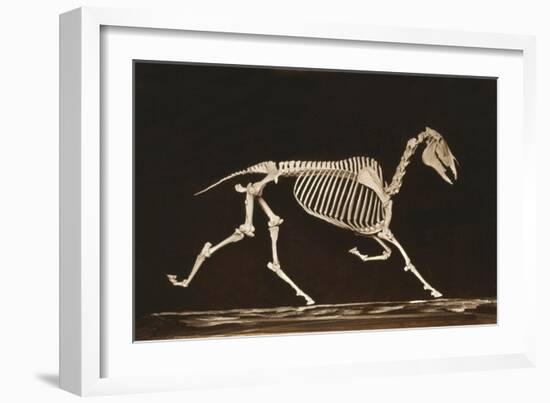 Skeleton of Running Horse-null-Framed Art Print