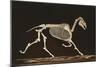 Skeleton of Running Horse-null-Mounted Art Print