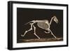 Skeleton of Running Horse-null-Framed Premium Giclee Print