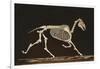 Skeleton of Running Horse-null-Framed Art Print