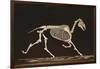 Skeleton of Running Horse-null-Framed Art Print