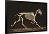 Skeleton of Running Horse-null-Framed Art Print