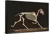 Skeleton of Running Horse-null-Framed Stretched Canvas