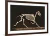 Skeleton of Running Horse-null-Framed Art Print