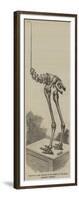 Skeleton of the Dinornis, in the Museum of the Royal College of Surgeons-null-Framed Giclee Print