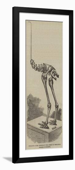 Skeleton of the Dinornis, in the Museum of the Royal College of Surgeons-null-Framed Giclee Print