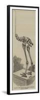 Skeleton of the Dinornis, in the Museum of the Royal College of Surgeons-null-Framed Giclee Print