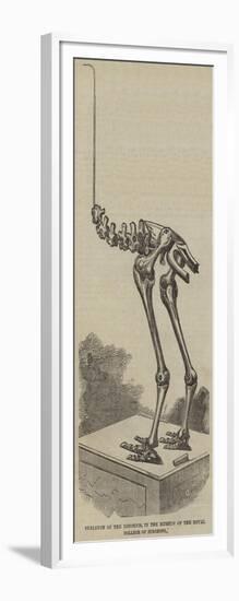 Skeleton of the Dinornis, in the Museum of the Royal College of Surgeons-null-Framed Giclee Print