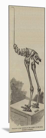 Skeleton of the Dinornis, in the Museum of the Royal College of Surgeons-null-Mounted Giclee Print